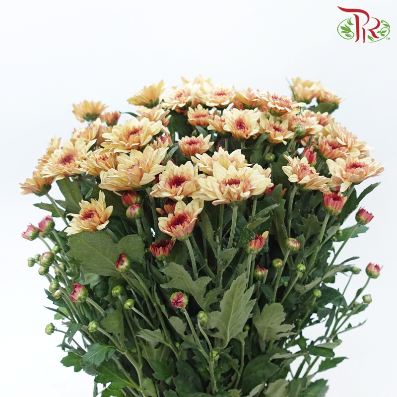 Chrysanthemum Pompom - Salmon (12 Stems)-Salmon-Malaysia-prflorist.com.my