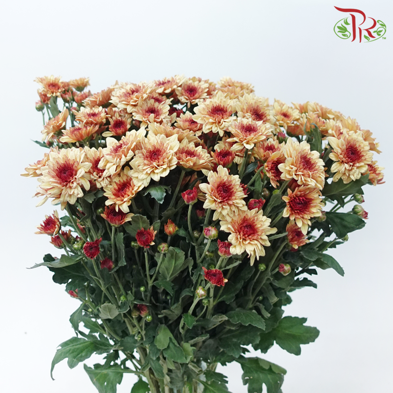 Chrysanthemum Pompom - Salmon (12 Stems)-Salmon-Malaysia-prflorist.com.my