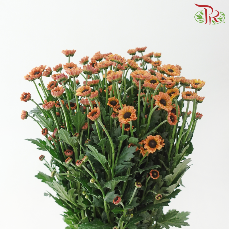 Chrysanthemum Pompom - Santini Light Brown (12 Stems)-Brown-Malaysia-prflorist.com.my