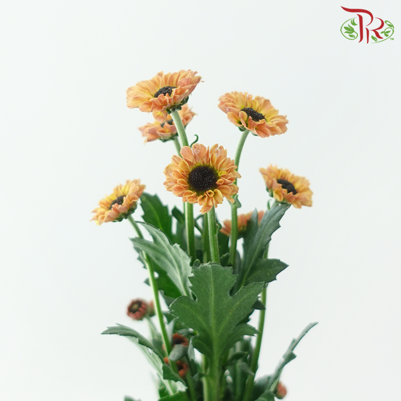 Chrysanthemum Pompom - Santini Light Brown (12 Stems)-Brown-Malaysia-prflorist.com.my