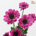 Chrysanthemum Pompom - Santini Purple (12 Stems)-Purple-Malaysia-prflorist.com.my