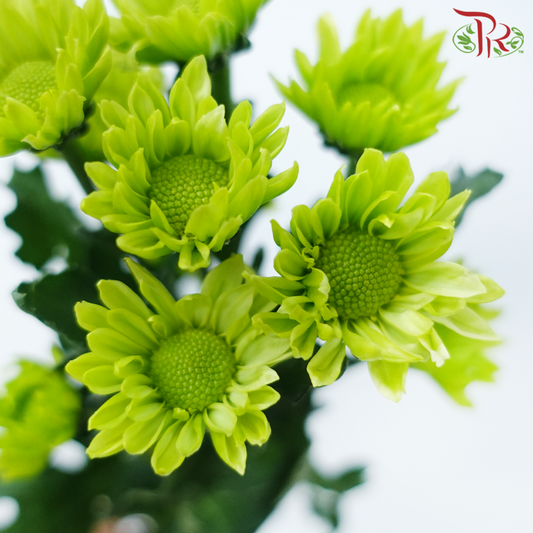 Chrysanthemum Pompom Santini - Turtle Green (12 Stems)-Green With Green Heart-Malaysia-prflorist.com.my