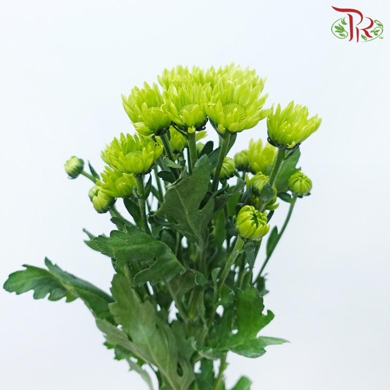 Chrysanthemum Pompom Santini - Turtle Green (12 Stems)-Green With Green Heart-Malaysia-prflorist.com.my