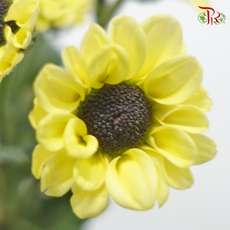 Chrysanthemum Pompom - Santini Yellow (12 Stems)-Yellow-Malaysia-prflorist.com.my