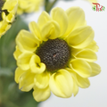 Chrysanthemum Pompom - Santini Yellow (12 Stems)-Yellow-Malaysia-prflorist.com.my
