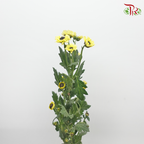Chrysanthemum Pompom - Santini Yellow (12 Stems)-Yellow-Malaysia-prflorist.com.my