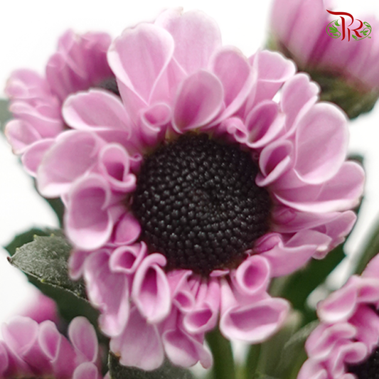 Chrysanthemum Pompom - Santini Yin Yang Pink (12 Stems)-Lilac / Pink-Malaysia-prflorist.com.my