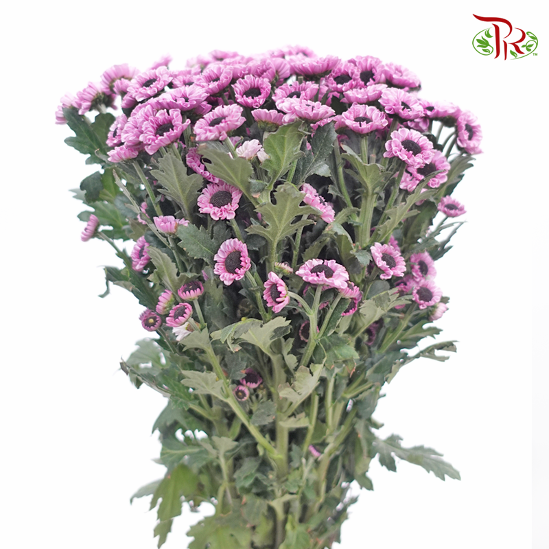 Chrysanthemum Pompom - Santini Yin Yang Pink (12 Stems)-Lilac / Pink-Malaysia-prflorist.com.my