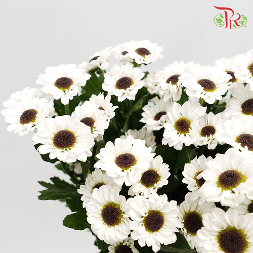 Chrysanthemum Pompom - Santini Yin Yang White (12 Stems)-White-Malaysia-prflorist.com.my