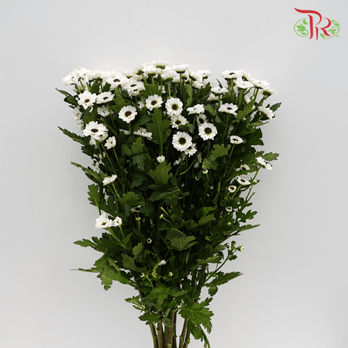 Chrysanthemum Pompom - Santini Yin Yang White (12 Stems)-White-Malaysia-prflorist.com.my