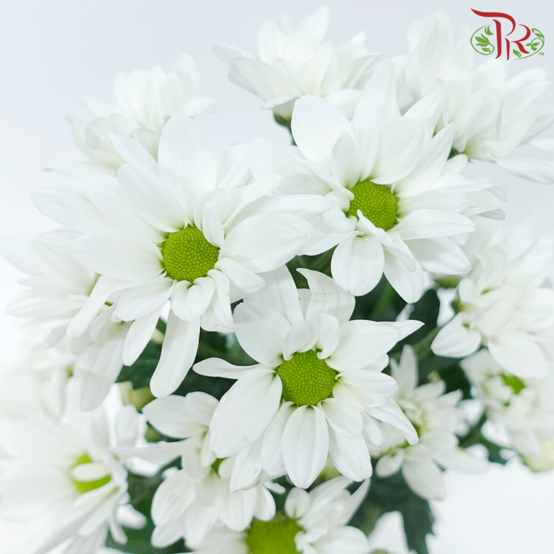 Chrysanthemum Pompom - Spray Vespa White (12 Stems)-White With Green Heart-Malaysia-prflorist.com.my