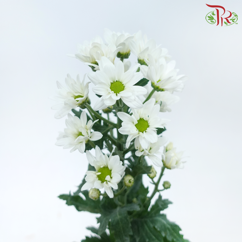 Chrysanthemum Pompom - Spray Vespa White (12 Stems)-White With Green Heart-Malaysia-prflorist.com.my