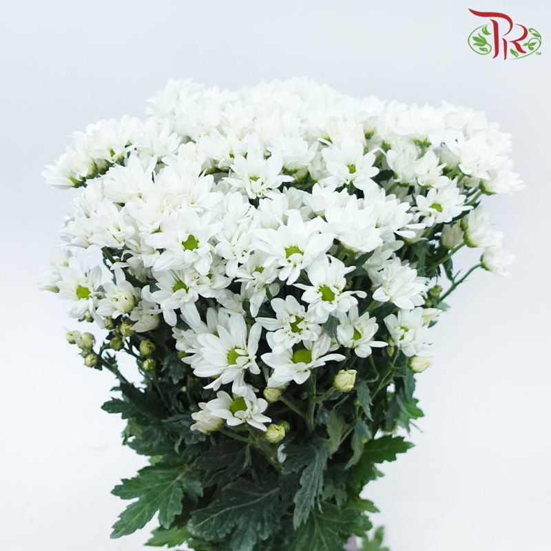 Chrysanthemum Pompom - Spray Vespa White (12 Stems)-White With Green Heart-Malaysia-prflorist.com.my