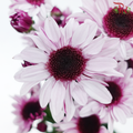 Chrysanthemum Pompom Stresa - Lavender (12 Stems)-Lavender-Malaysia-prflorist.com.my