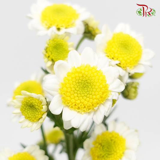 Chrysanthemum Pompom Sun Up - (12 Stems)-White-Malaysia-prflorist.com.my