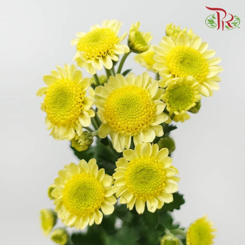 Chrysanthemum Pompom - Sun Up Sunny (12 Stems)-Yellow-Malaysia-prflorist.com.my