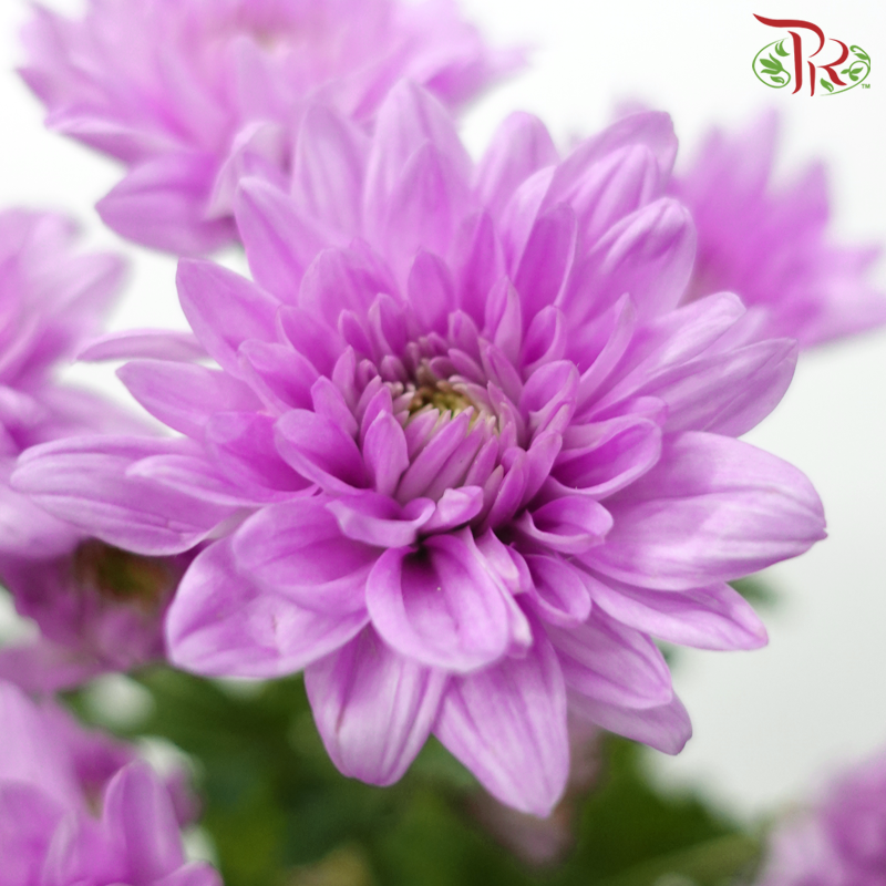 Chrysanthemum Pompom - Veronica Pink (12 Stems)-Pink-Malaysia-prflorist.com.my