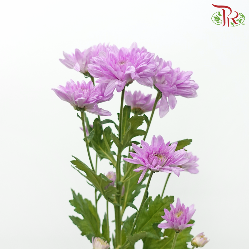 Chrysanthemum Pompom - Veronica Pink (12 Stems)-Pink-Malaysia-prflorist.com.my