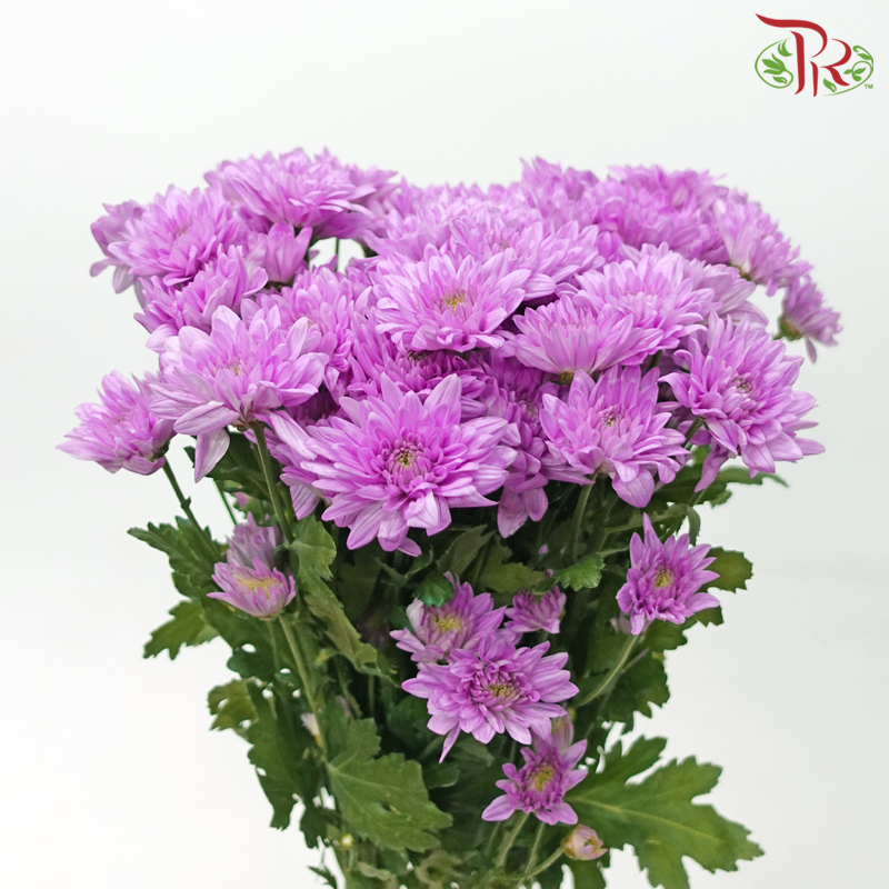 Chrysanthemum Pompom - Veronica Pink (12 Stems)-Pink-Malaysia-prflorist.com.my