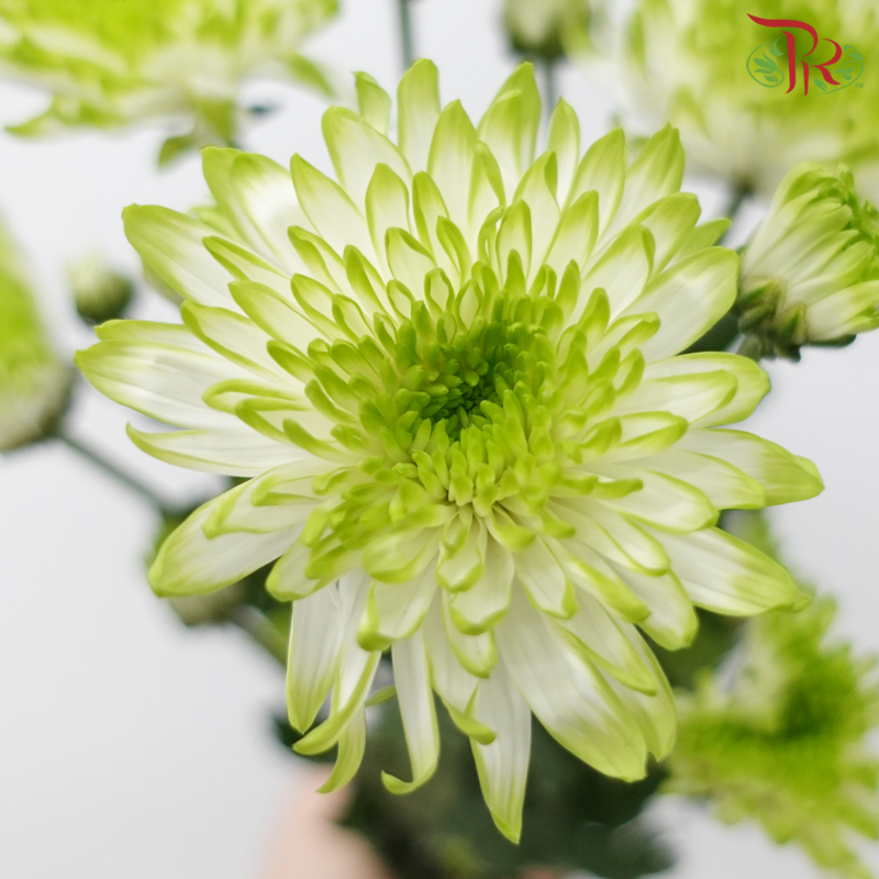 Chrysanthemum Pompom - White Off Green (12 Stems)-White Off Green-Malaysia-prflorist.com.my