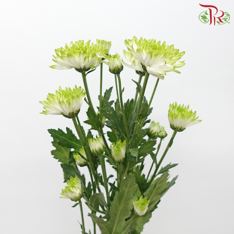 Chrysanthemum Pompom - White Off Green (12 Stems)-White Off Green-Malaysia-prflorist.com.my