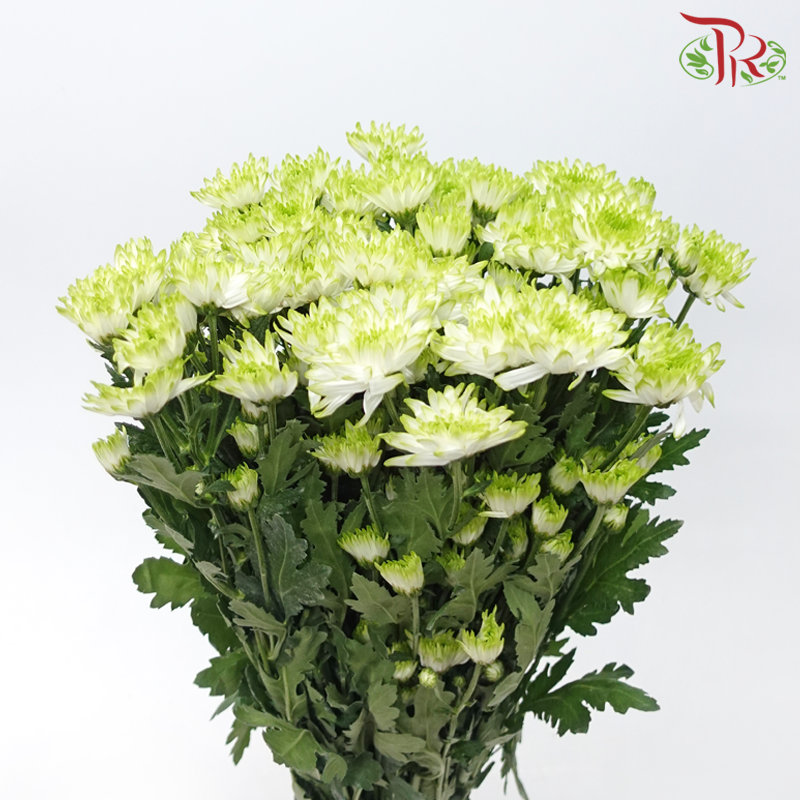 Chrysanthemum Pompom - White Off Green (12 Stems)-White Off Green-Malaysia-prflorist.com.my