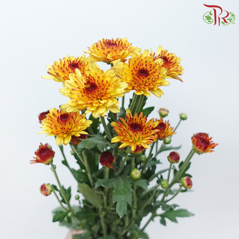 Chrysanthemum Pompom - Yellow With Brown Heart (12 Stems)-Yellow-Malaysia-prflorist.com.my