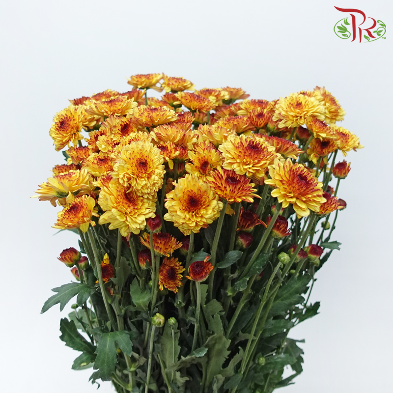 Chrysanthemum Pompom - Yellow With Brown Heart (12 Stems)-Yellow-Malaysia-prflorist.com.my