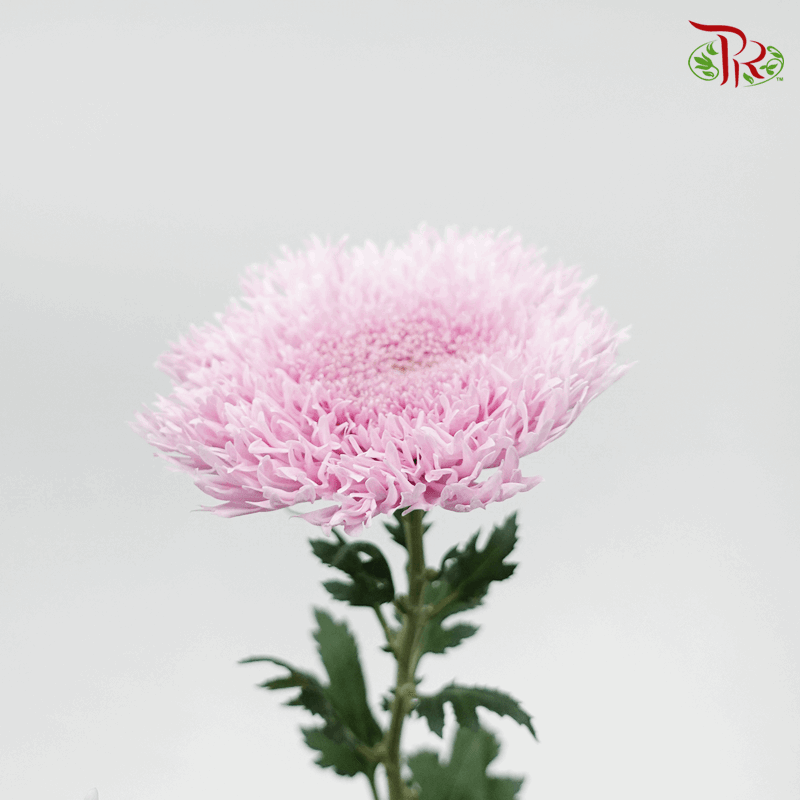 Chrysanthemum Etrusko/ Teddy Pink (6 Stems) - Pudu Ria Florist