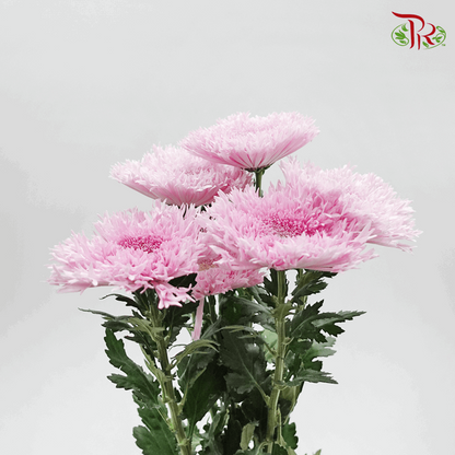 Chrysanthemum Etrusko/ Teddy Pink (6 Stems) - Pudu Ria Florist