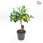 Citrofortunella Limon 《柠檬杆》-Pudu Ria Florist-prflorist.com.my