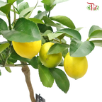 Citrofortunella Limon 《柠檬杆》-Pudu Ria Florist-prflorist.com.my