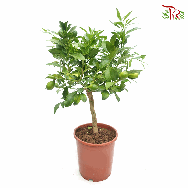 Citrus Floridana《金桔/青柠》