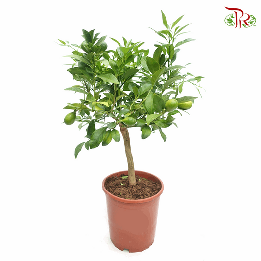 Citrus Floridana《金桔/青柠》