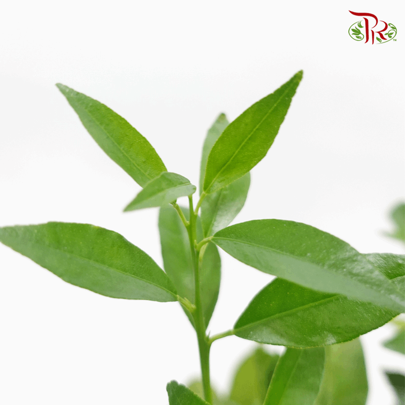 Citrus Floridana《金桔/青柠》