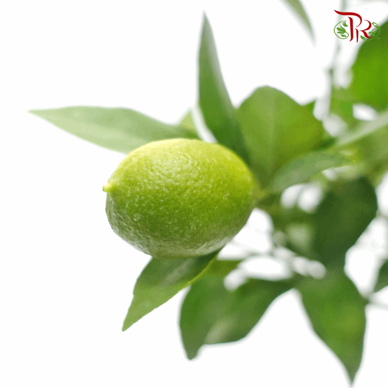 Citrus Floridana《金桔/青柠》