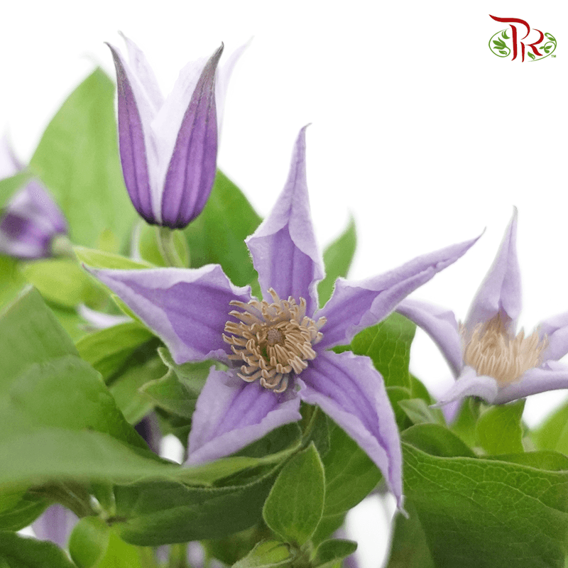 Clematis - Light Purple (5 Stems)-Purple-Netherland-prflorist.com.my