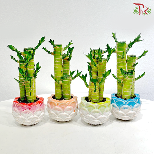 【CNY 2026】3in1 Dragon Head Bamboo Arrangement in Lotus Pot《3in1 龙头文昌竹》(With Pot Color Option)