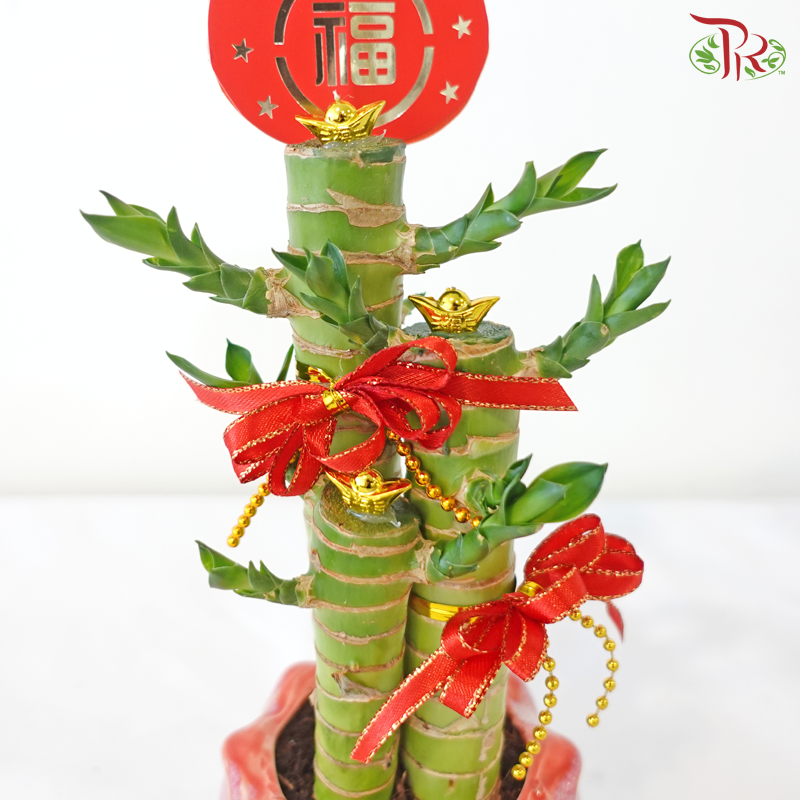 【CNY 2026】Fortune Gathering Dragon Head Bamboo (Lotus Pot)《聚福竹莲花》（With Pot Color Option)