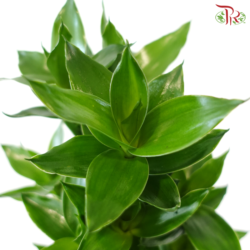 【CNY 2026】GF10 - Gold Full 5in1《金福5in1》(Random Choose CNY Deco)