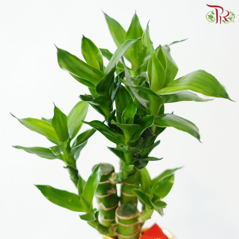 【CNY 2026】GF10 - Gold Full 5in1《金福5in1》(Random Choose CNY Deco)