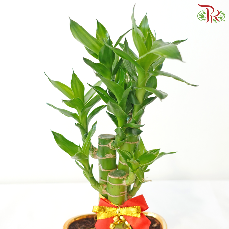 【CNY 2026】GF4 - Ingot Bowl 3in1《元宝3in1》(Random Choose CNY Deco)