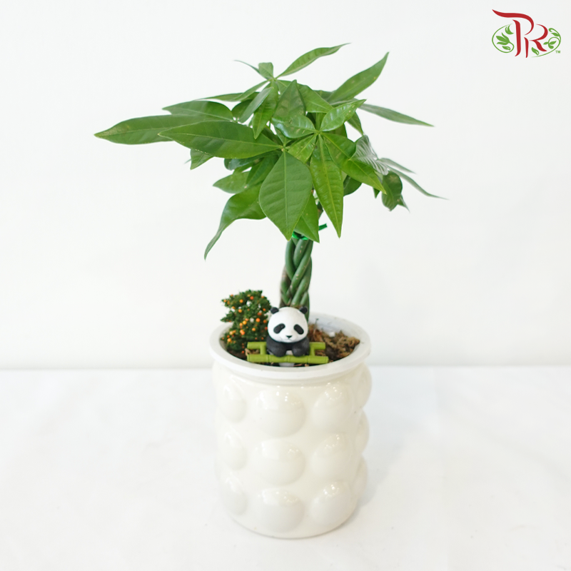 HD38 - Hydroponic Pachira《水培发财树》(Random Choose CNY Deco)