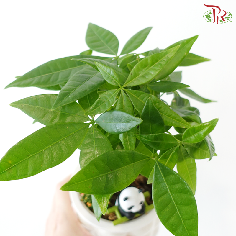 HD38 - Hydroponic Pachira《水培发财树》(Random Choose CNY Deco)