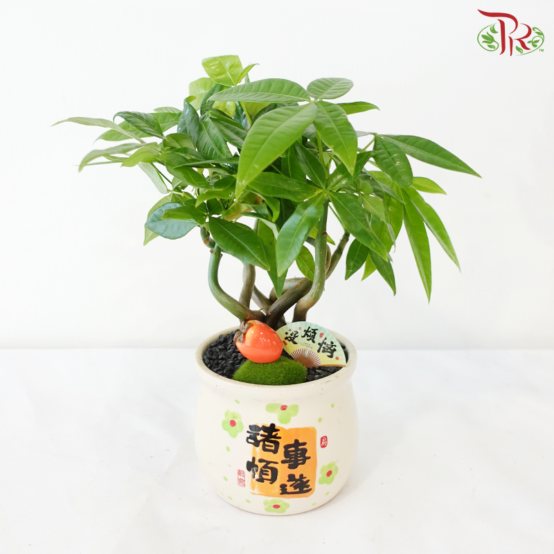 GF11 - All Good Pachira《诸事顺遂发财树》