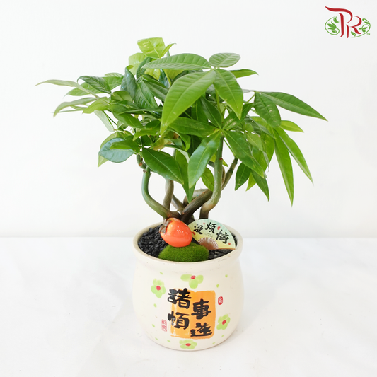 GF11 - All Good Pachira《诸事顺遂发财树》