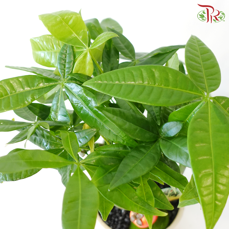 GF11 - All Good Pachira《诸事顺遂发财树》