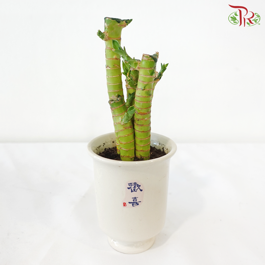 【CNY 2026】5in1 Dragon Head Bamboo Arrangement in White Pot《5in1 龙头文昌竹》