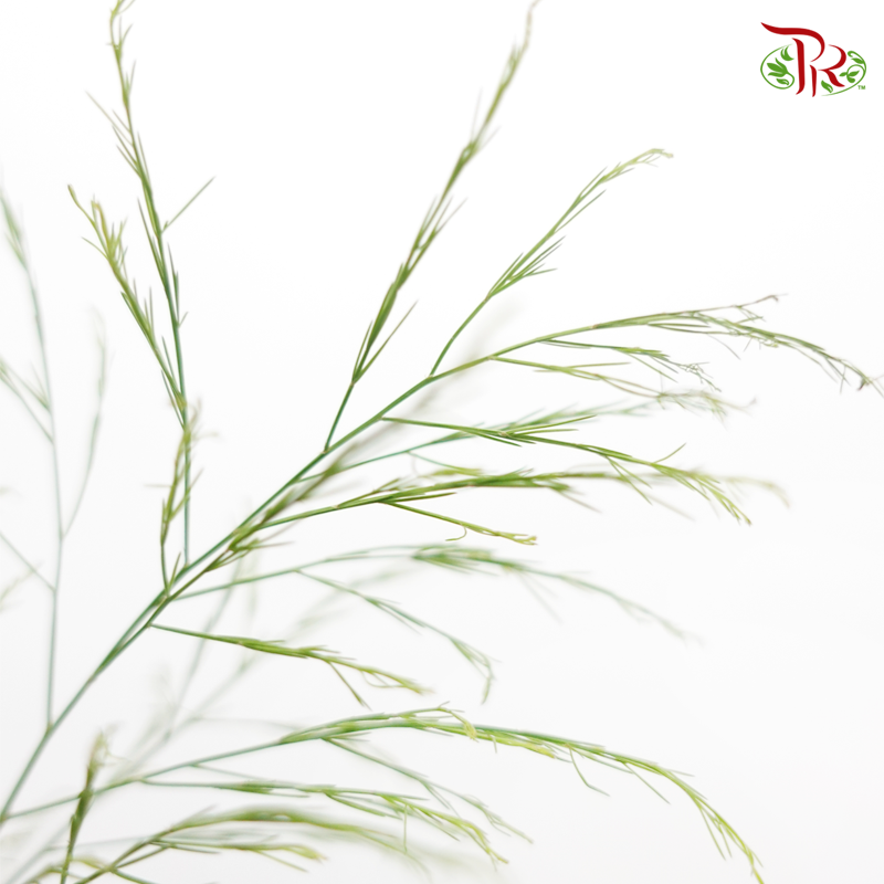 Cocktail Leaf - (Per Bunch)-Malaysia-prflorist.com.my