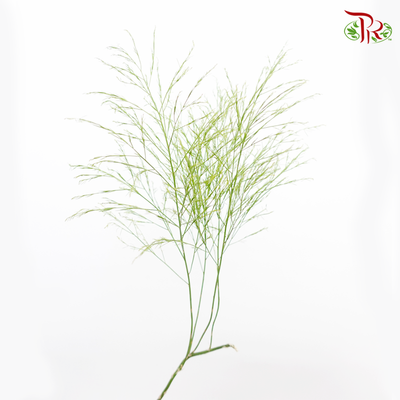 Cocktail Leaf - (Per Bunch)-Malaysia-prflorist.com.my